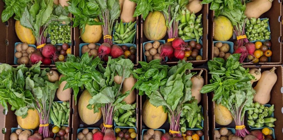 Common Questions We Get About Our Harvest Boxes