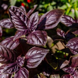 Purple Basil