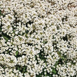 White Alyssum