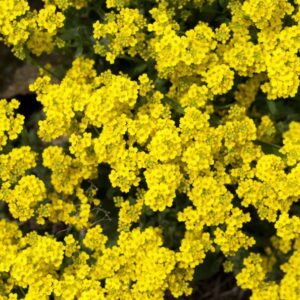 Yellow Alyssum