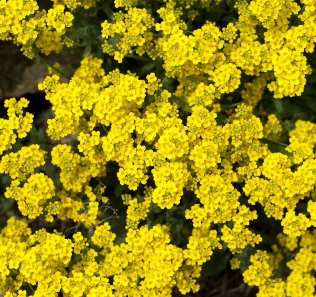 How to Plan a Garden Even If You’re Starting Late