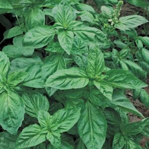 Genovese Basil