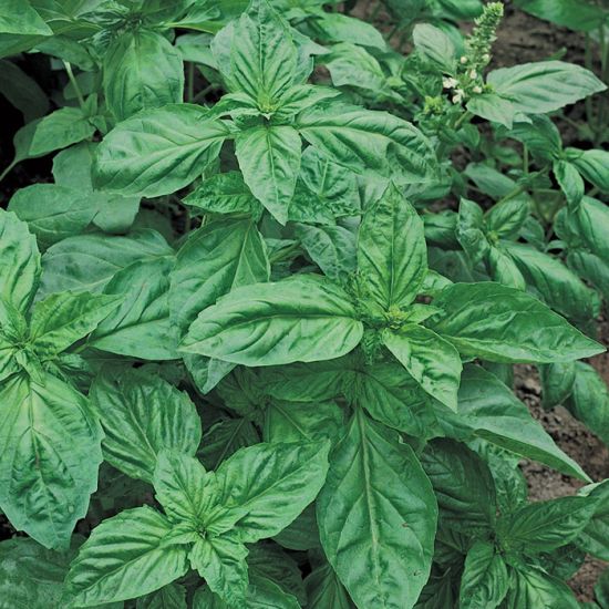 Genovese Basil