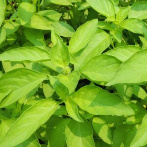 Lemon Basil