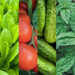 Vegetables transplants for beginners