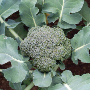 Centennial Broccoli Starter