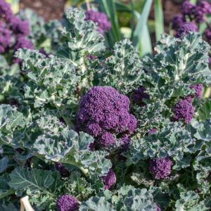 Purple Sprouting Broccoli
