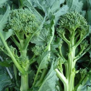 Broccoli Rabe (Rapini)