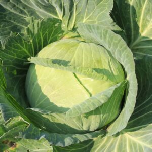 Golden Acre Cabbage