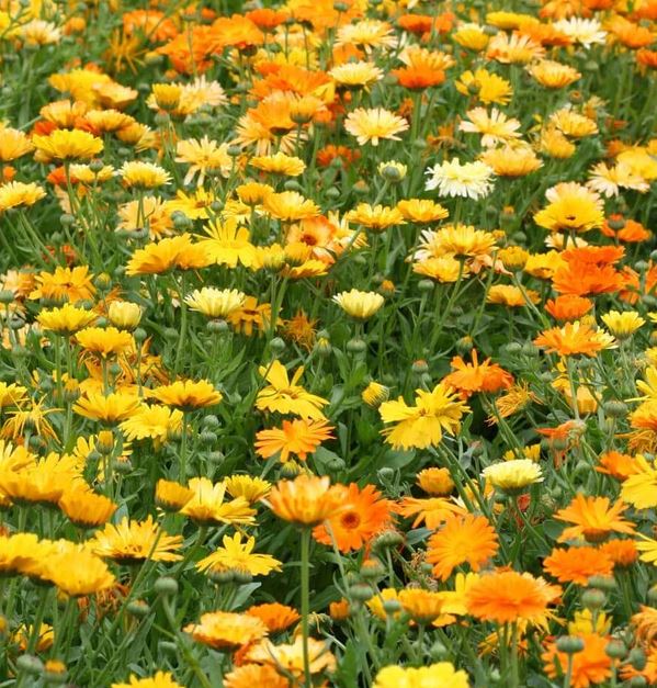 Why Variety Choice Matters More Than Yield