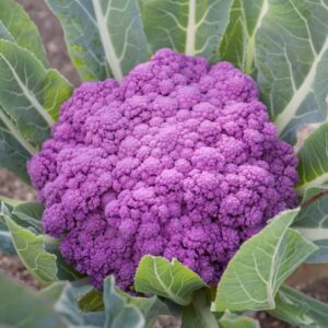 Purple Cauliflower