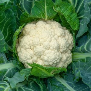 Snowball White Cauliflower