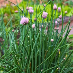 Chives