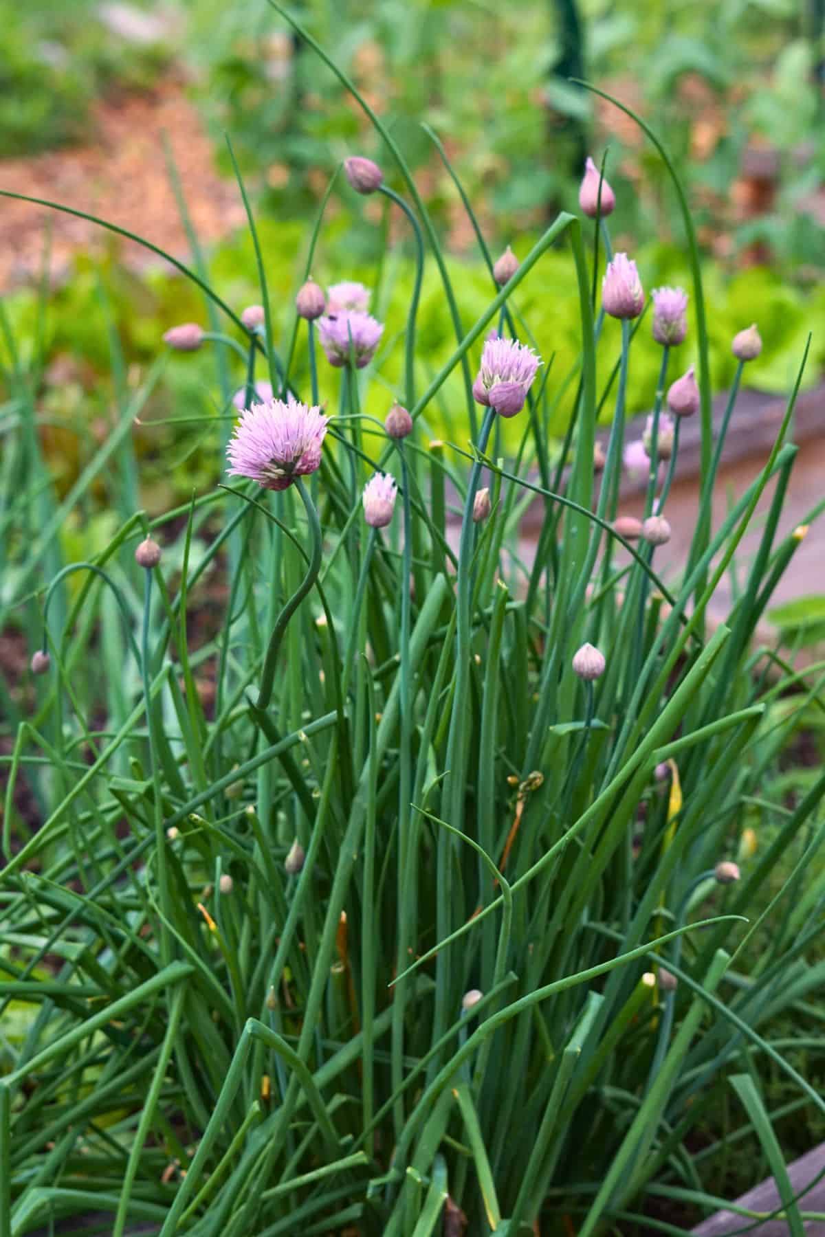 Peak Season on a Small Maritime Farm