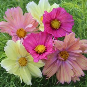 Cotton Candy Cosmos Flowers