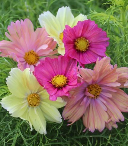 How to Know How Many Plants You Actually Need for Your Garden