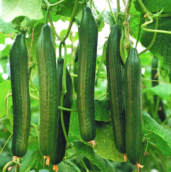 What’s in Season Right Now (and what isn’t)