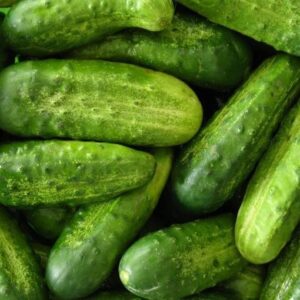National Pickling Cucumber