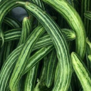 Striped Armenian Cucumber