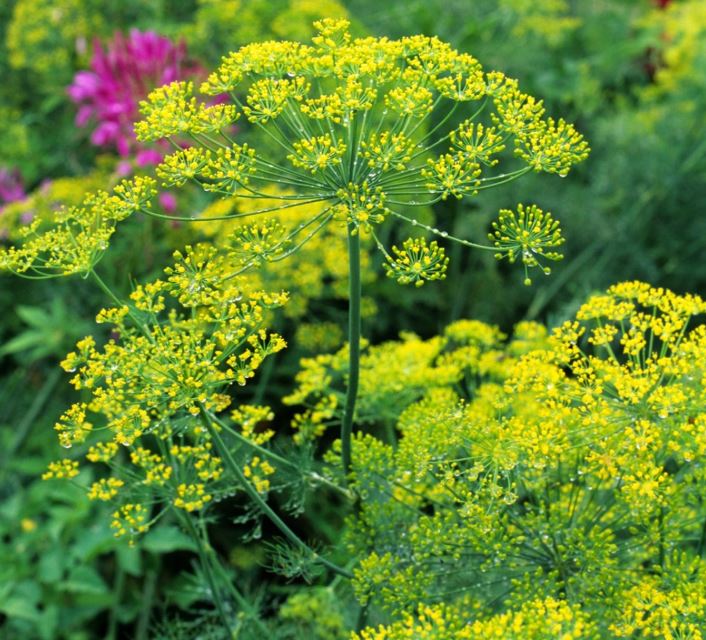 Companion Planting for Small Gardens
