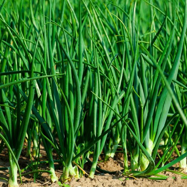 Why We Grow for Cape Breton: Short Seasons and Local Choices