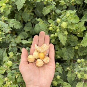 Aunt Molly's Ground Cherry