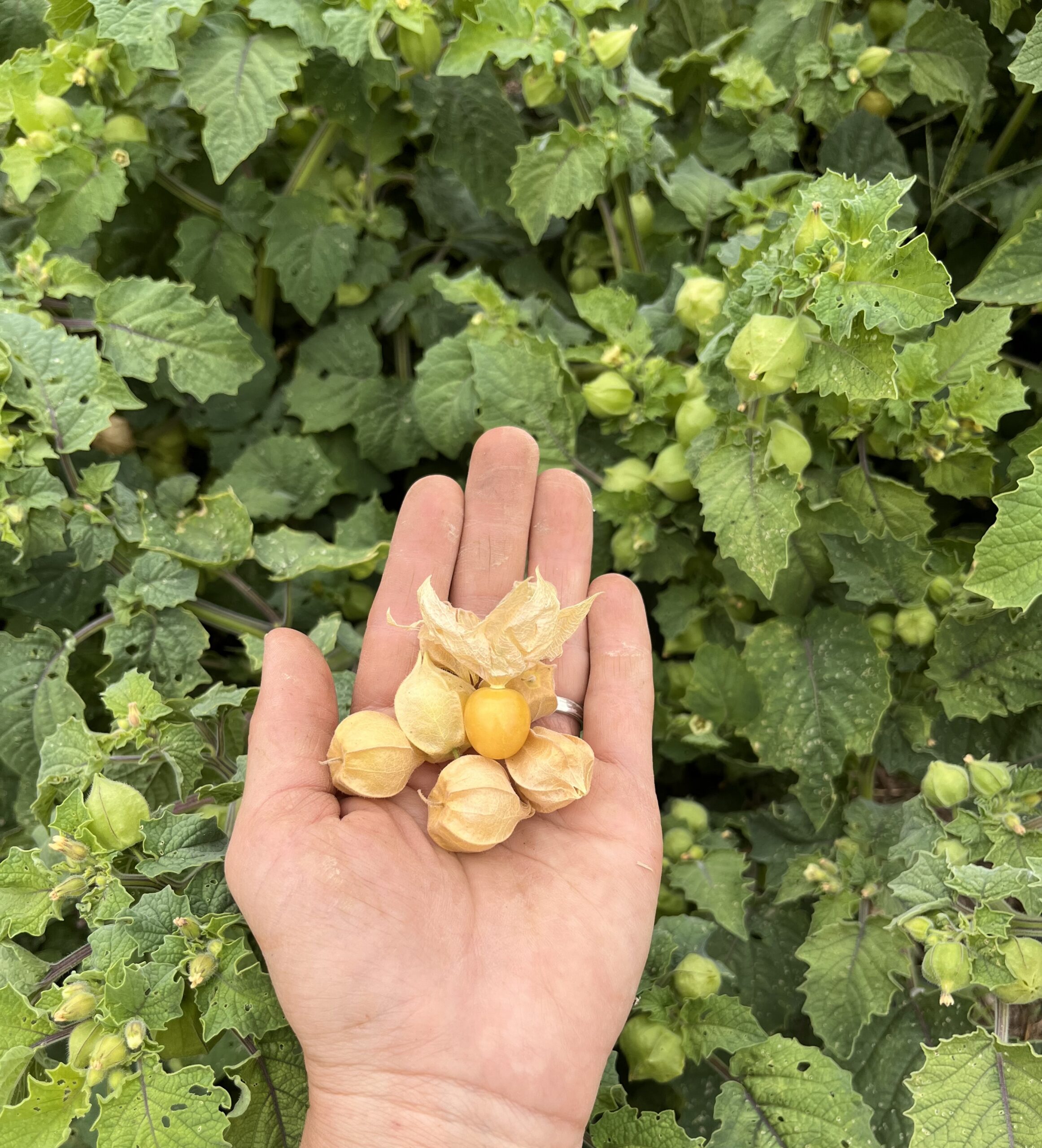 How to Build Meals Around What’s Available (Not a Recipe)