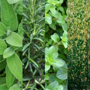 Herb Garden Transplant Collection