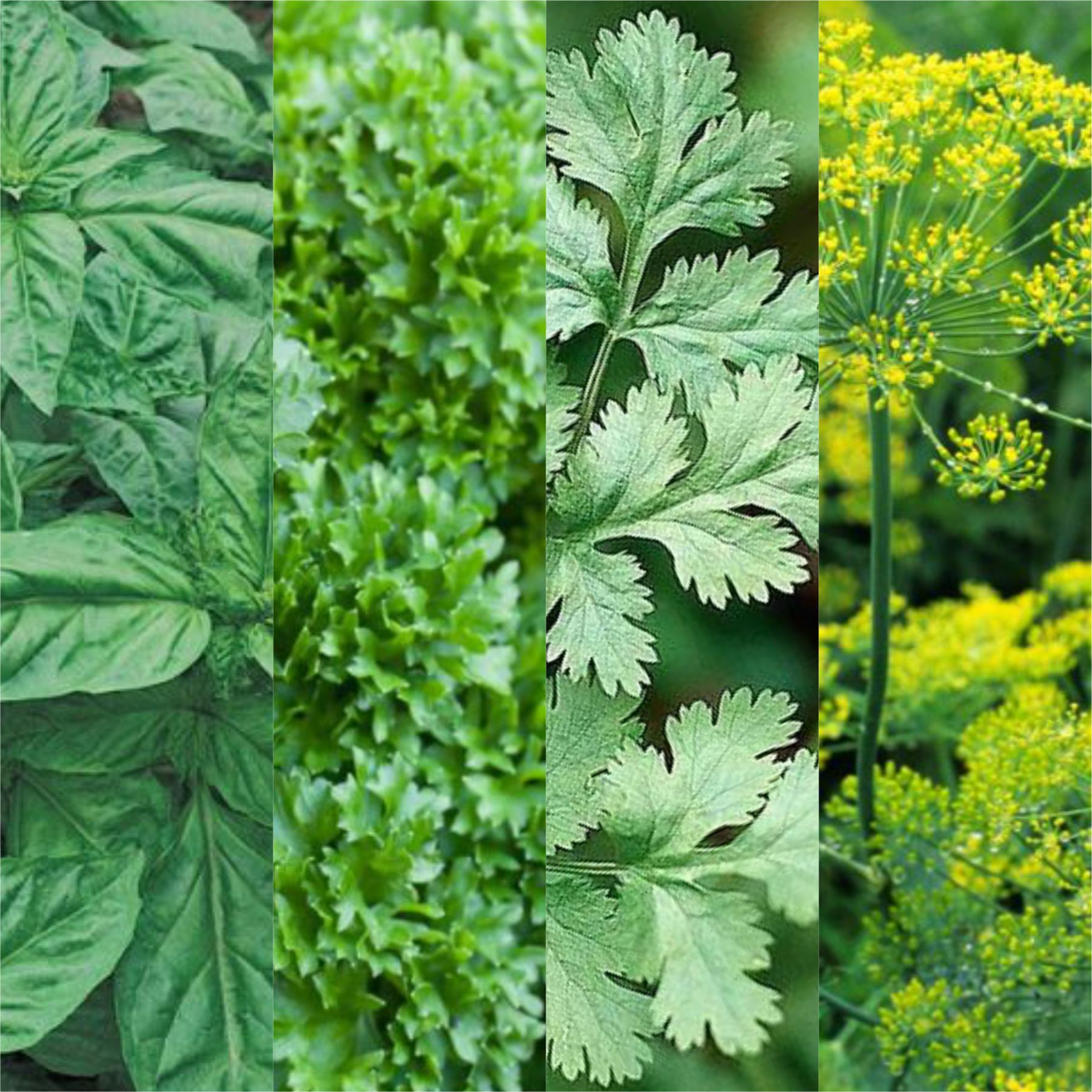 How to Use Early Summer Vegetables