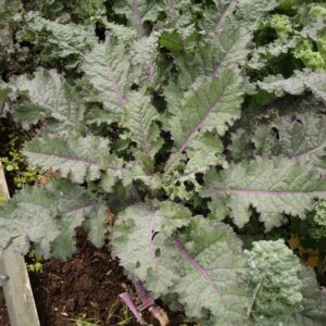 Red Russia Kale