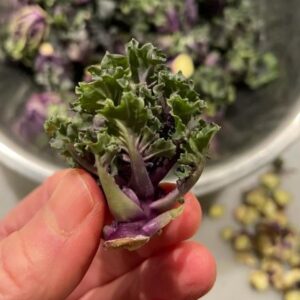 Autumn Star Kalettes
