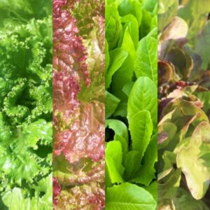 Pack of Mixed Lettuce Transplants