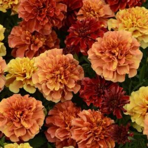 Strawberry Blonde Marigolds