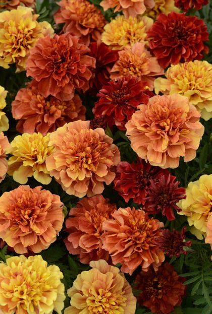 Strawberry Blonde Marigolds