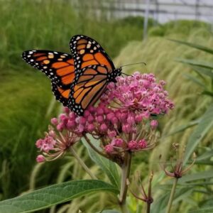 Native Swamp Milkweed