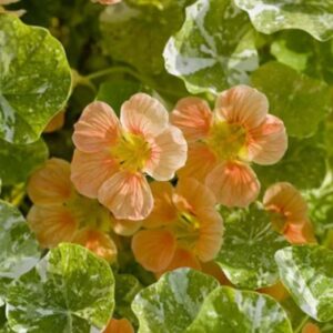 Tip Top Alaskan Salmon Nasturium