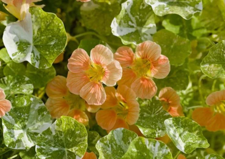 What to Expect on Pickup Day