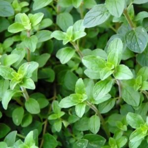 Greek Oregano
