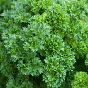 Curled Leaf Parsley
