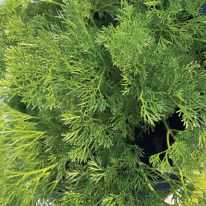 Feather Leaf Menuette Parsley