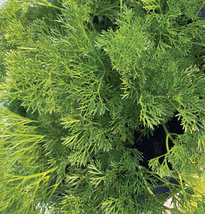 What Changes in the Garden as Days Get Shorter