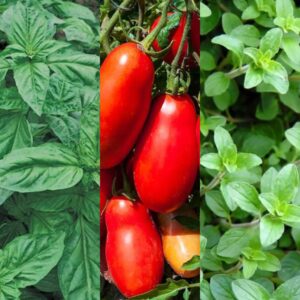 Pasta Garden Veggie Mix