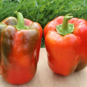 Atlantic Bell Peppers