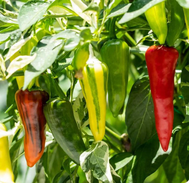 What’s Coming Into Season First