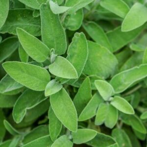 Broadleaf Sage