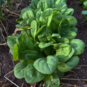 Seaside Spinach