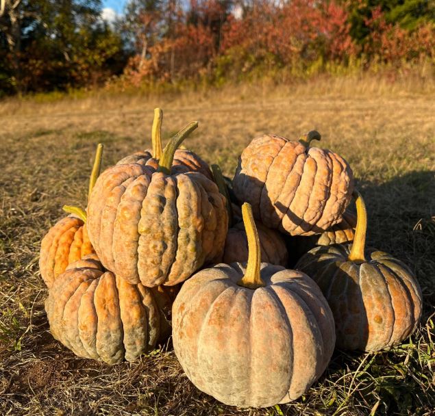 What You Can Still Harvest in September in Nova Scotia