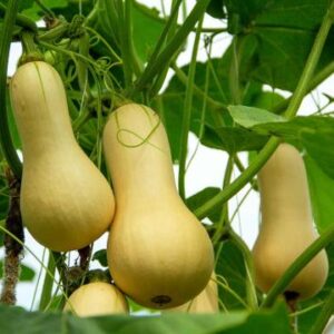 Butternut Squash