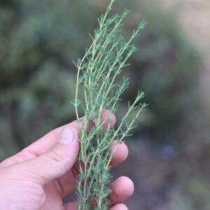 Red Spanish Thyme