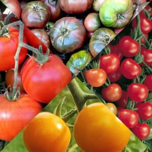 Tomato Transplant Mix